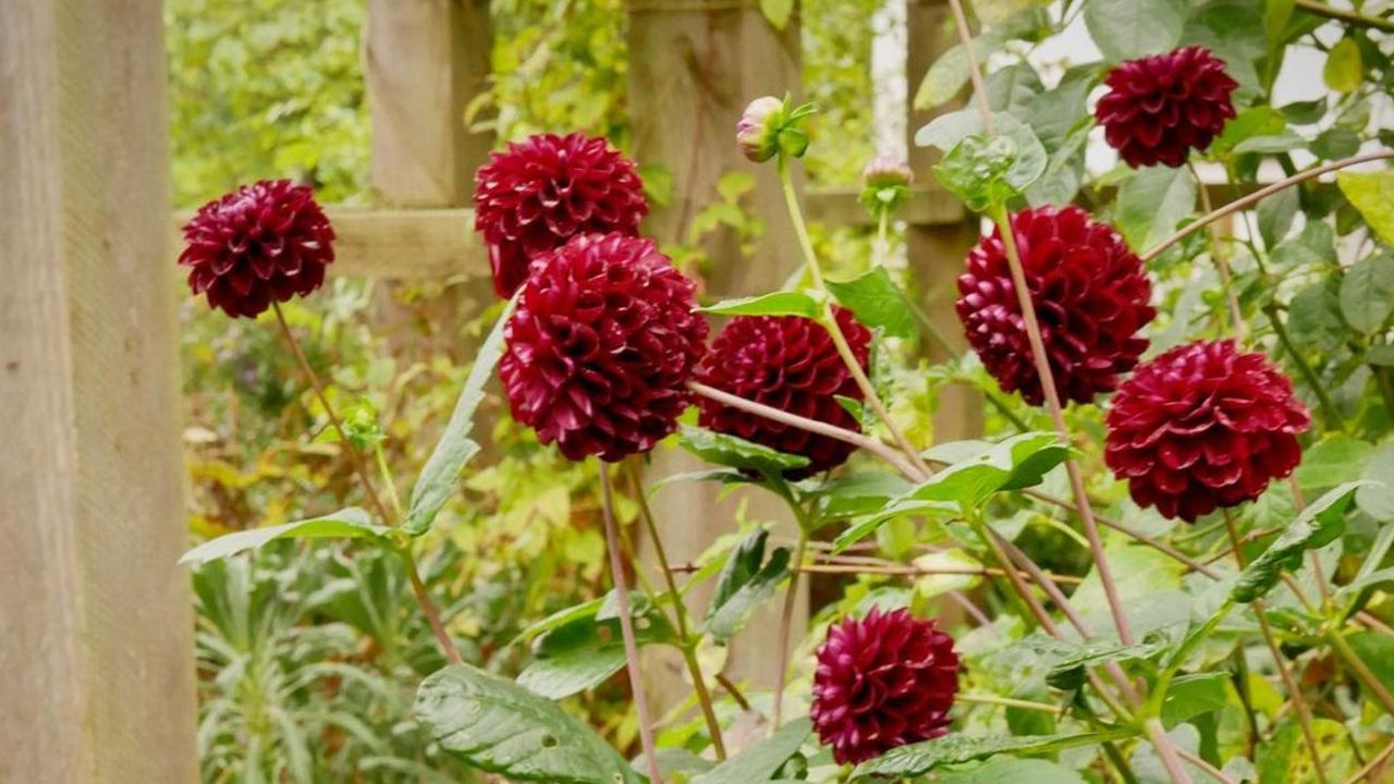plantas para halloween