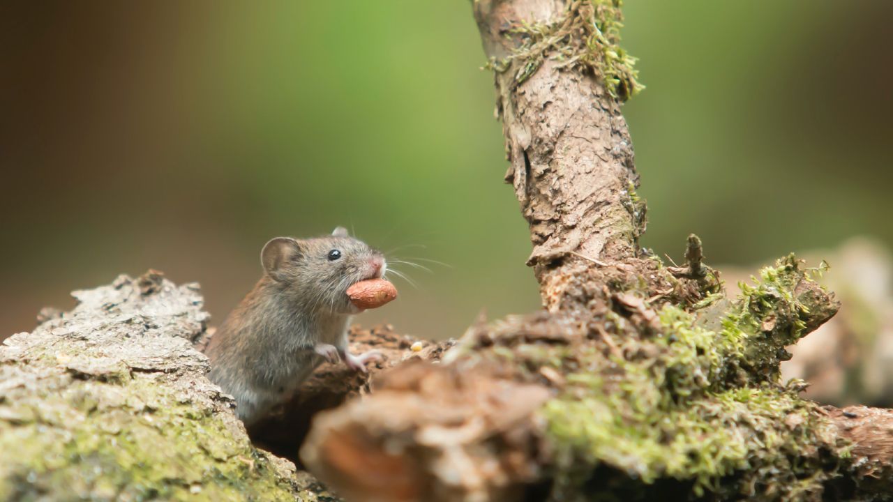 Plantas para ahuyentar ratones