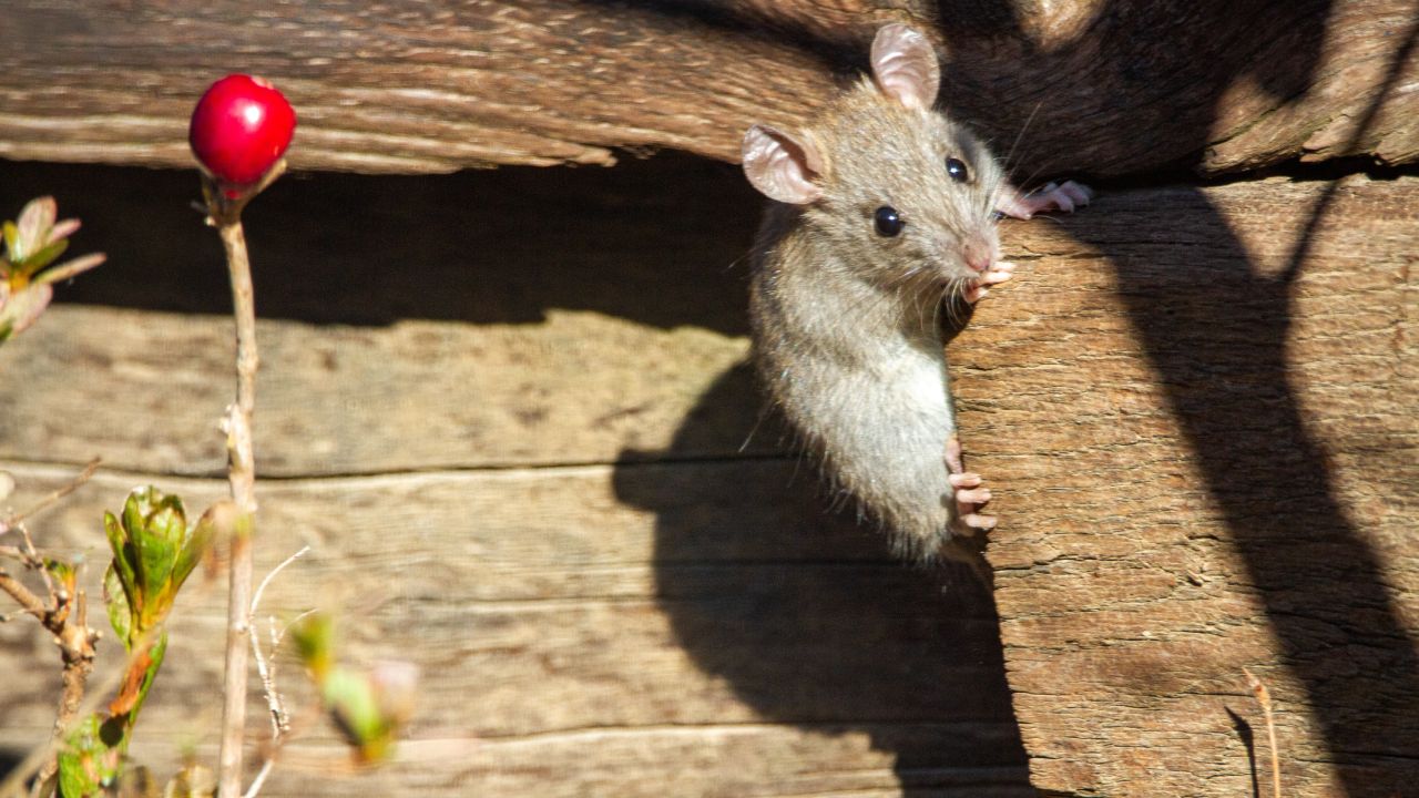 Cómo alejar a los ratones de tu casa