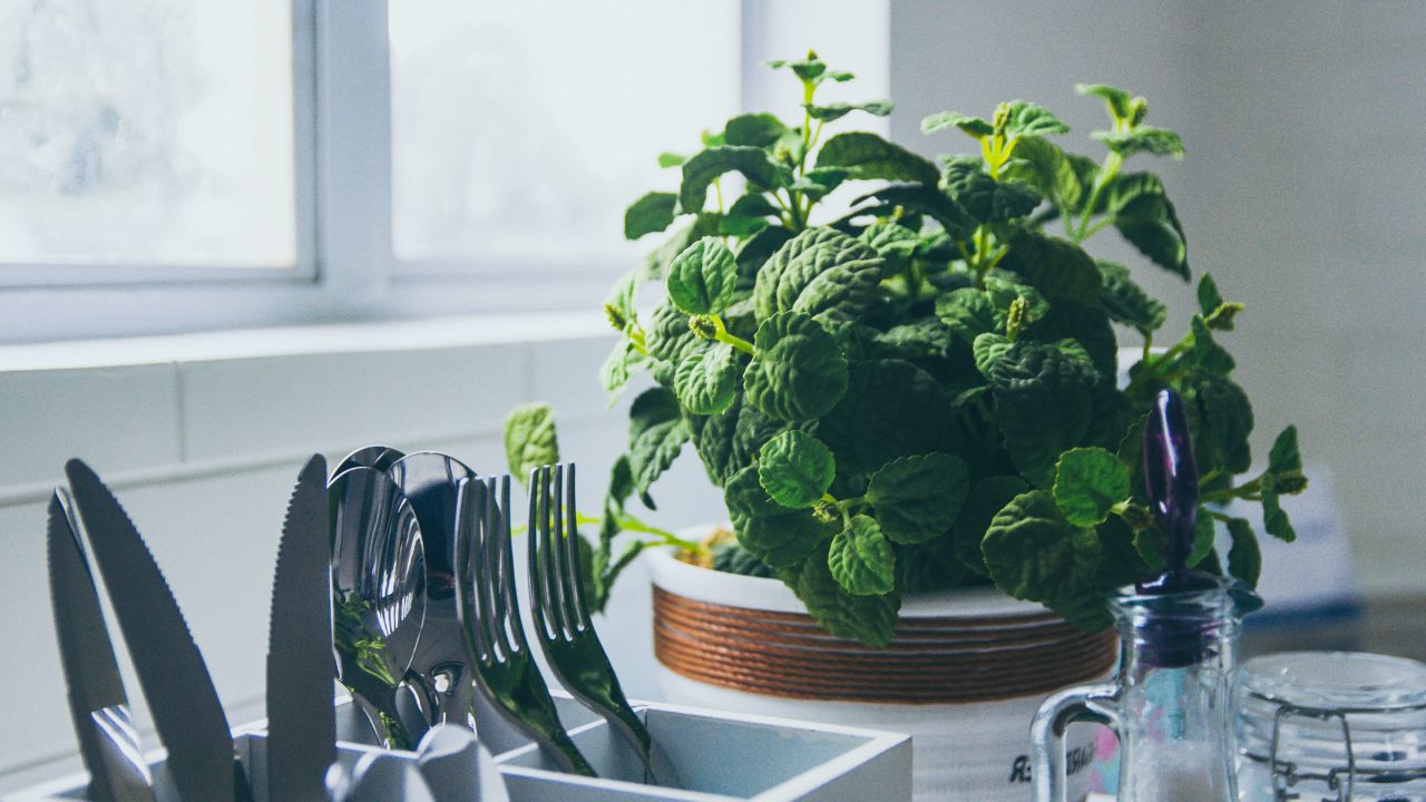Plantas aromáticas en la cocina