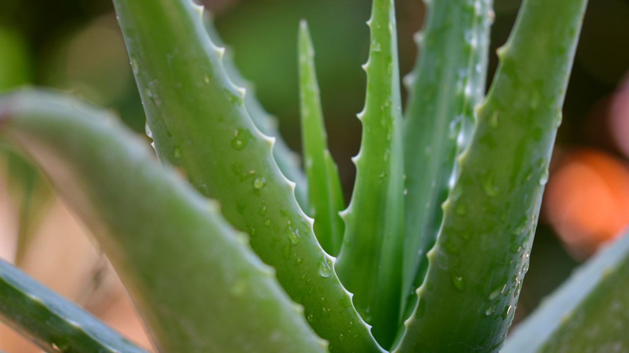 Sábila para tener en la cocina