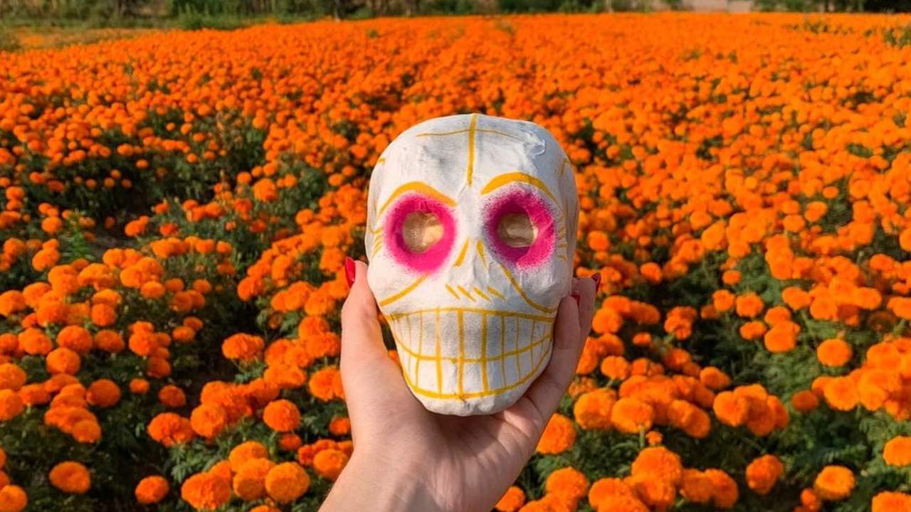 Por que el cempasuchil solo dura pocos dias