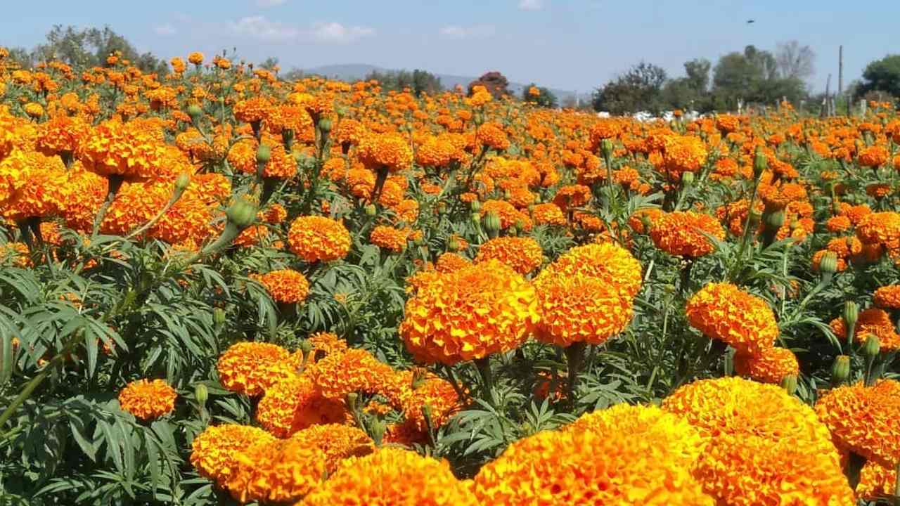 flores de cempasuchil como cuidarlas