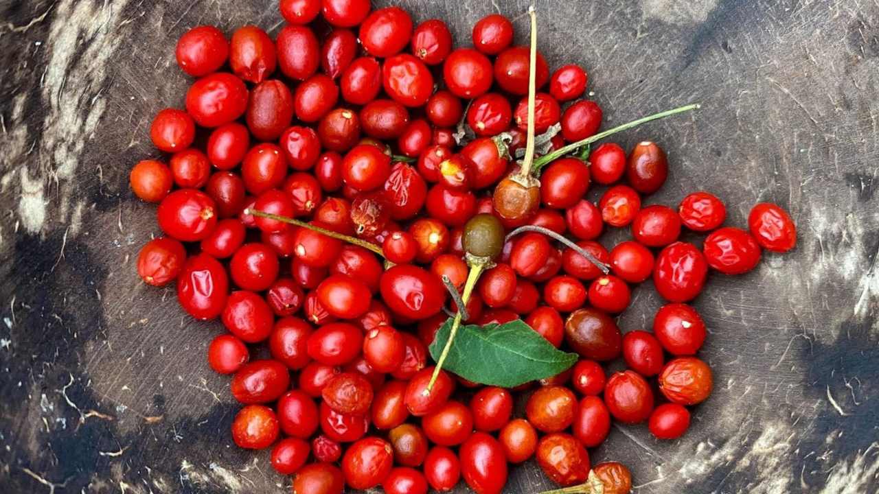 planta de chile chiltepin