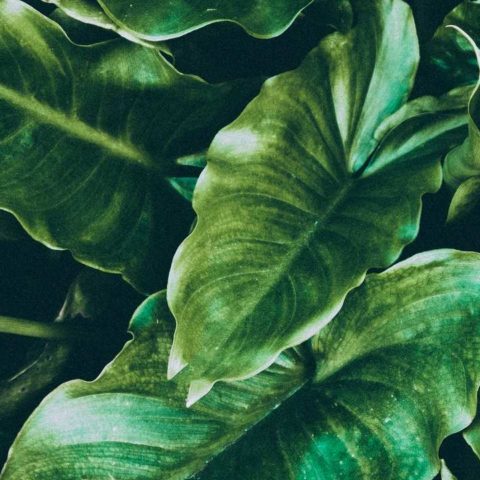 qué hacer con las hojas pegajosas