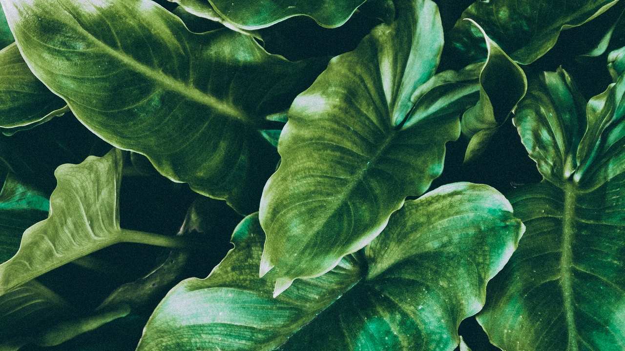 qué hacer con las hojas pegajosas