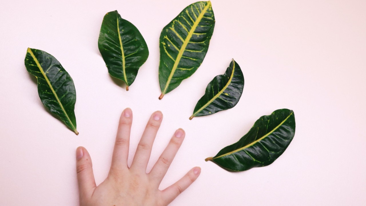 planta con hojas pegajosas qué hacer