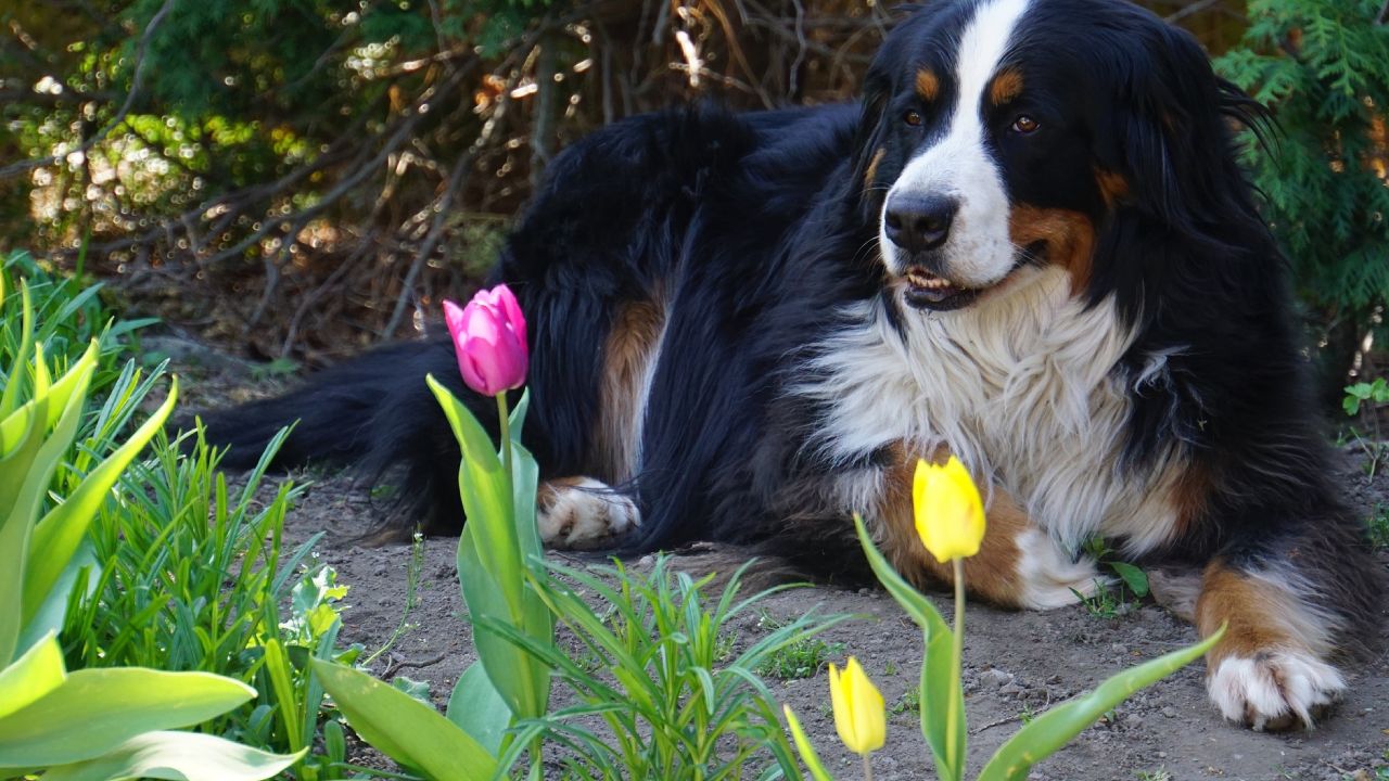 Por qué mi perro escarba en el jardín