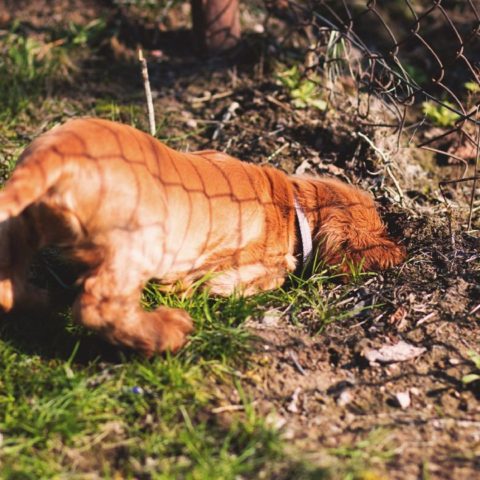 Evita que tu perro escarbe en tu jardín