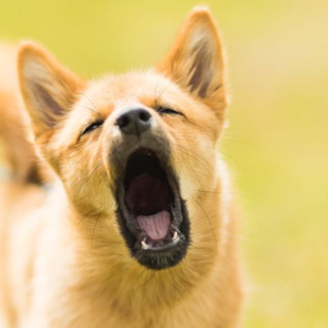 Causas por las que mi perro ladra mucho