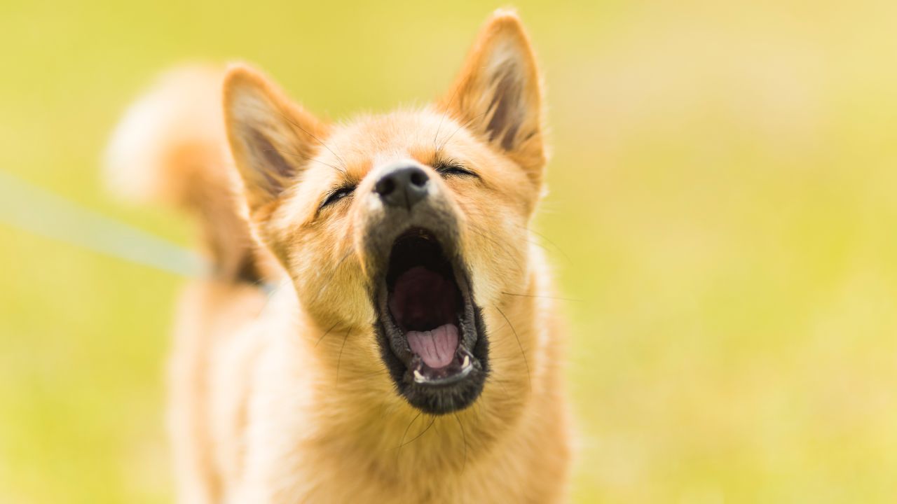 Causas por las que mi perro ladra mucho