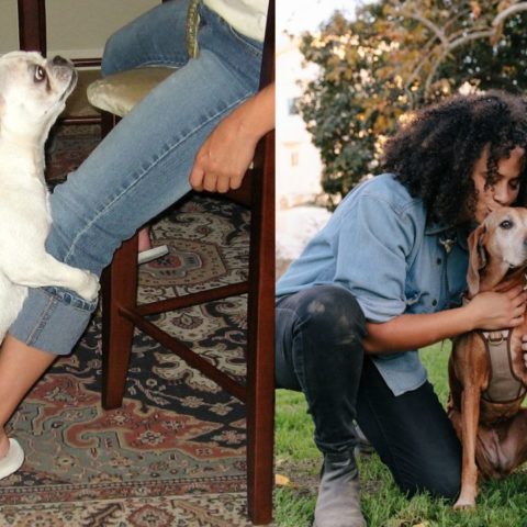 por que tu perro monta tu pierna o las almohadas motivos