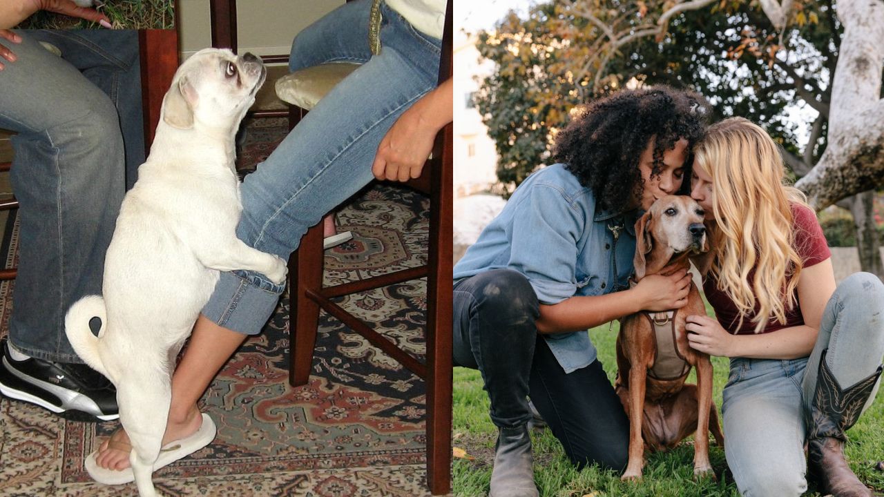 por que tu perro monta tu pierna o las almohadas motivos