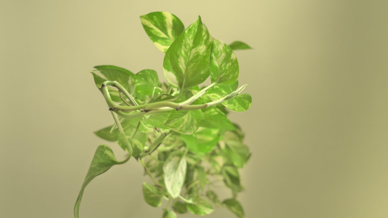 Cómo evitar las hojas amarillas en mis plantas