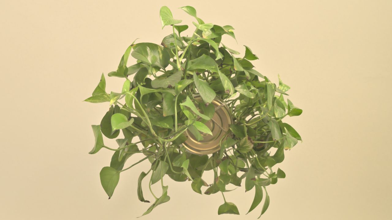 Por qué mis plantas se están poniendo amarillas