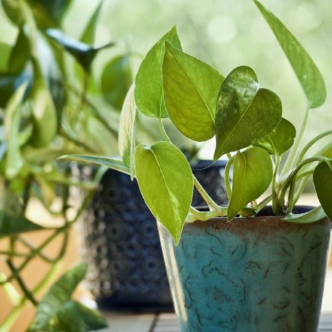 Por qué las plantas se ponen amarillas