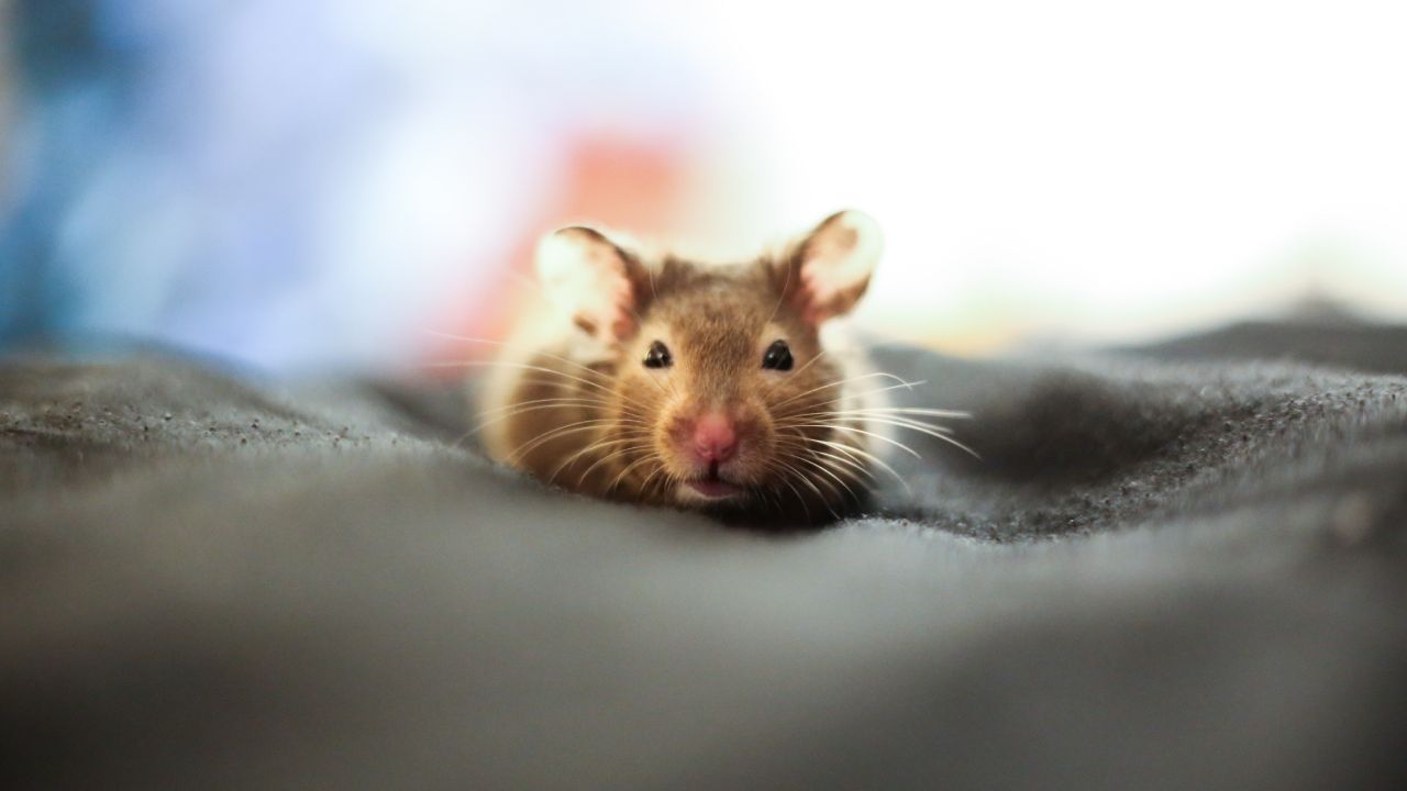 Cómo ahuyentar a los ratones de tu casa