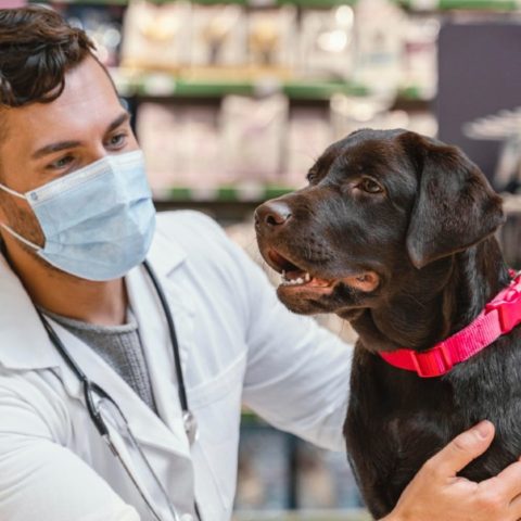 Por que tu perro tiene muchos gases