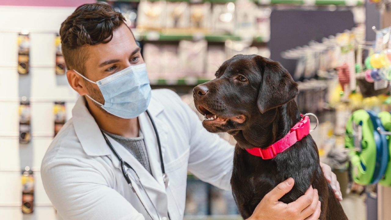 Por que tu perro tiene muchos gases