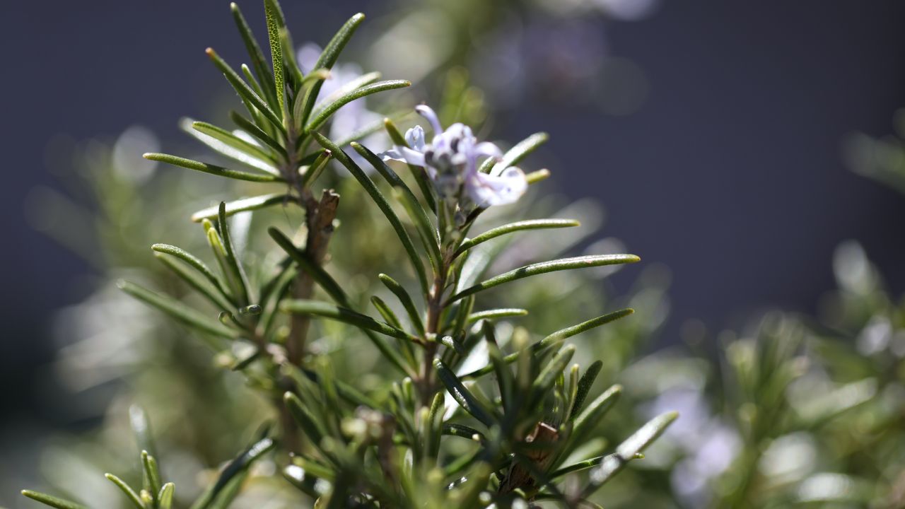 Cuidados para que el romero no se seque