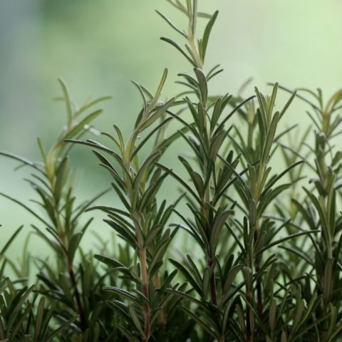 Razones por las que tu romero se seca