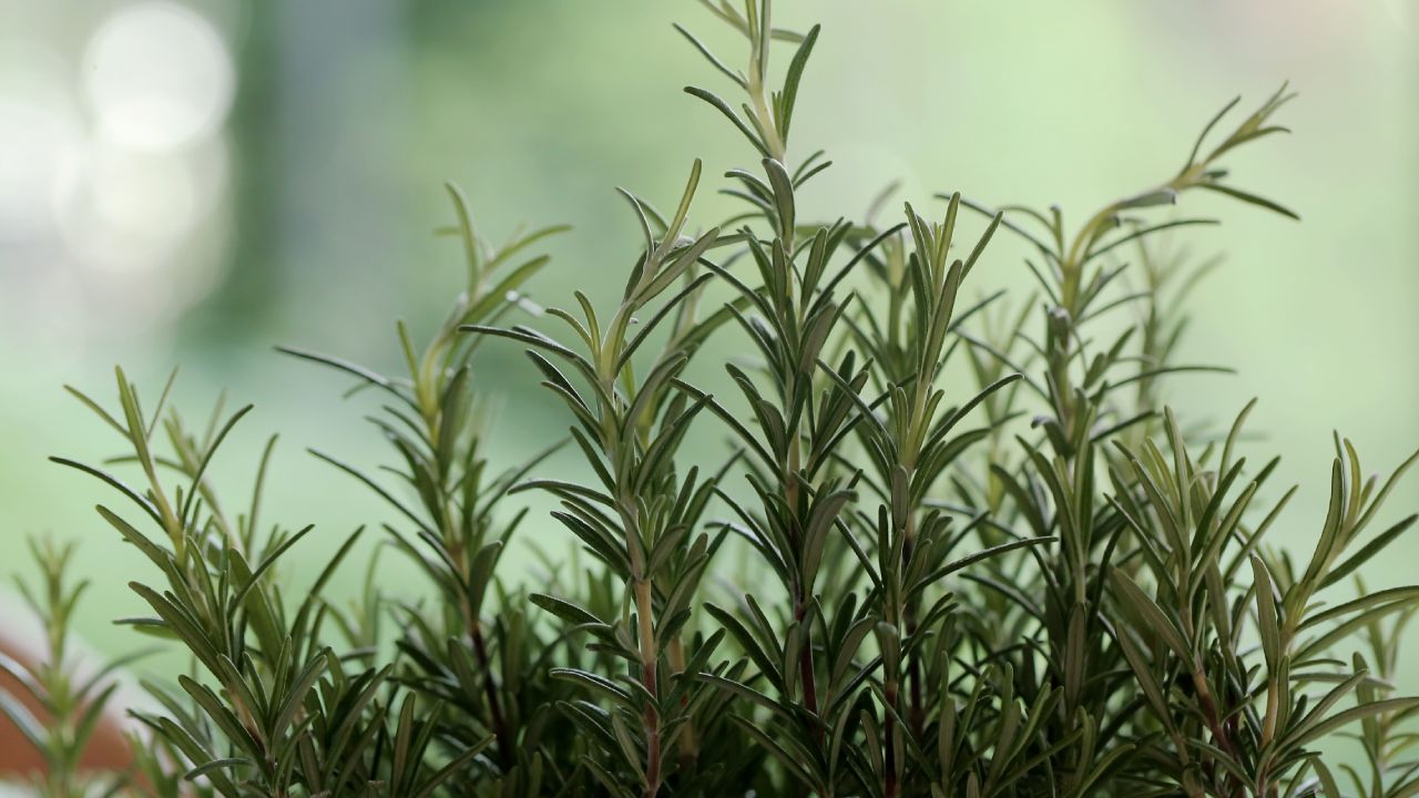 Razones por las que tu romero se seca