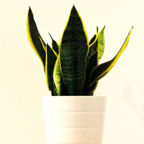 Cómo cuidar tu planta lengua de suegra