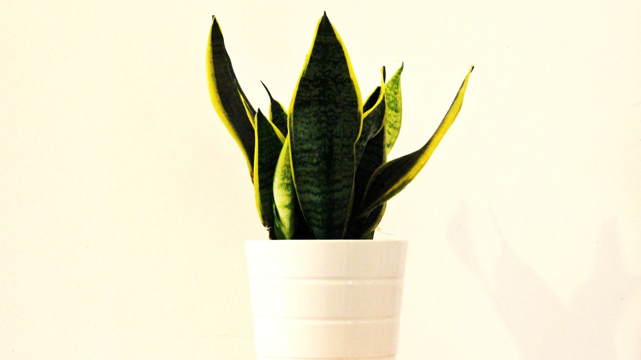 Cómo cuidar tu planta lengua de suegra