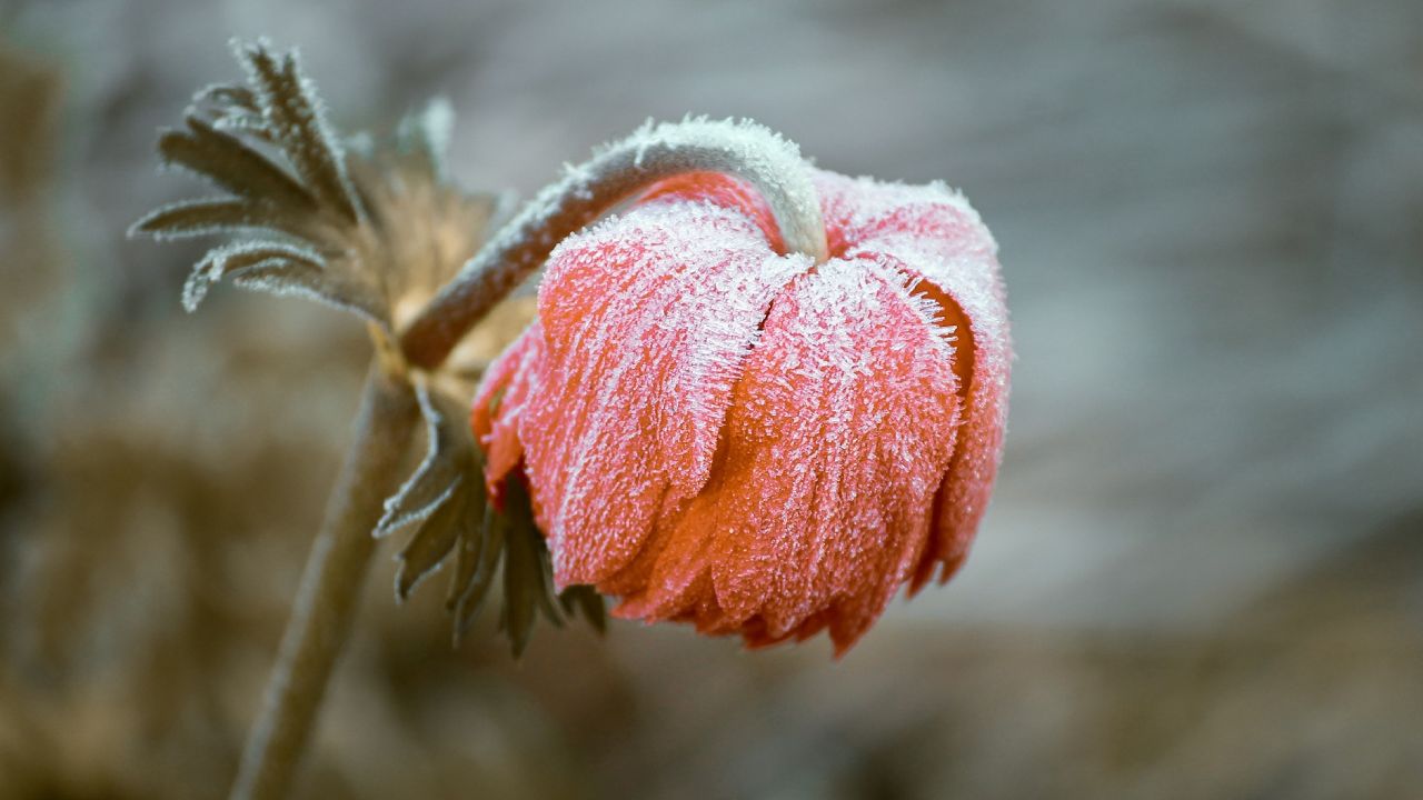 Proteger-tus-plantas-del-frio-para-que-no-se-quemen