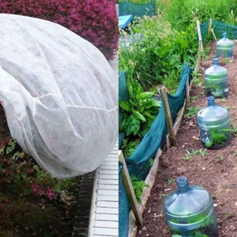 Proteger-tus-plantas-del-frio-para-que-no-se-quemen