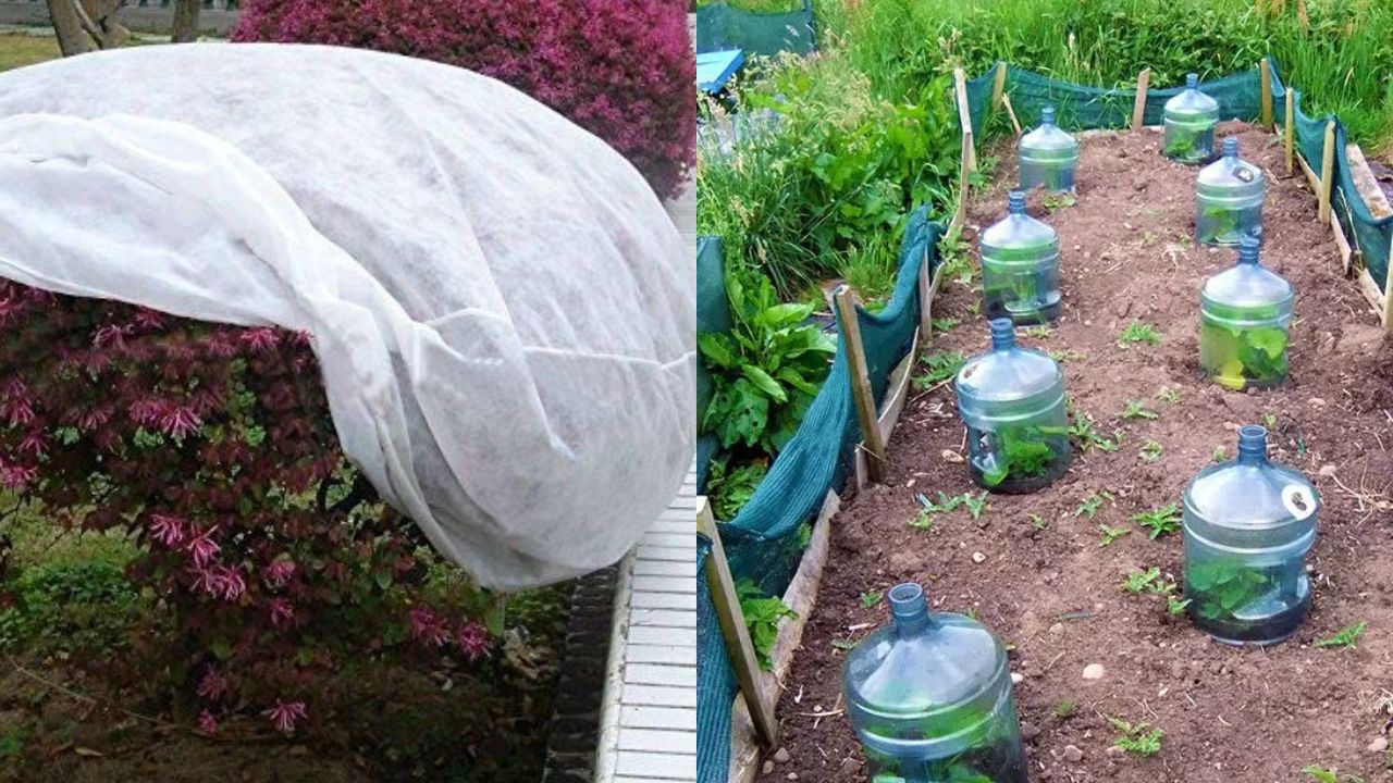 Proteger-tus-plantas-del-frio-para-que-no-se-quemen