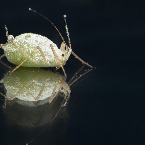 insectos peligrosos para humanos