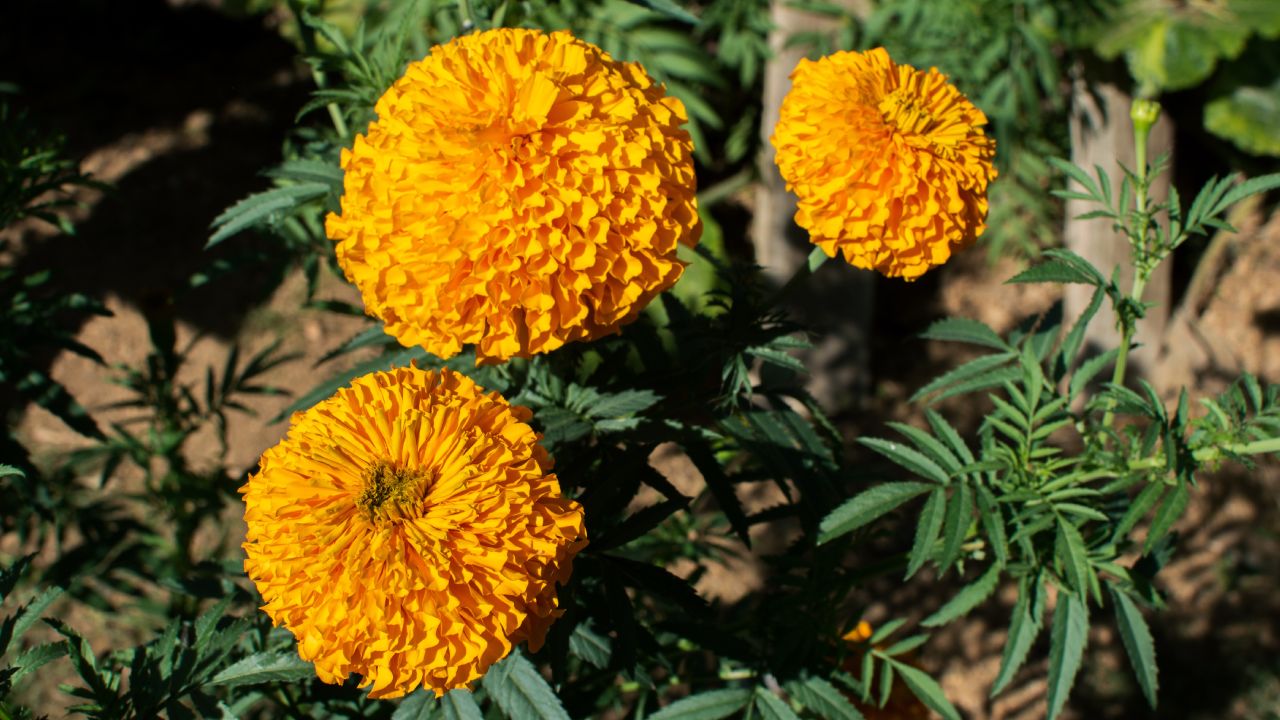 Significado de la cempasúchil