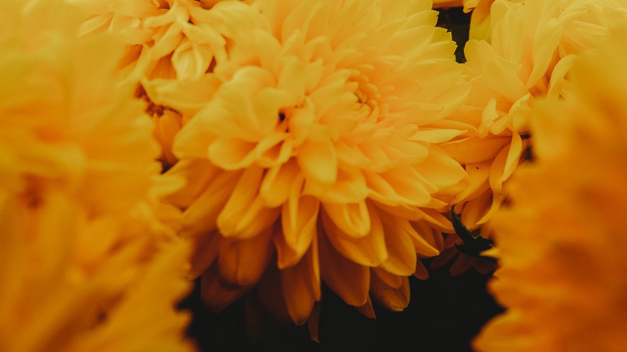 Leyenda prehispánica del cempasúchil