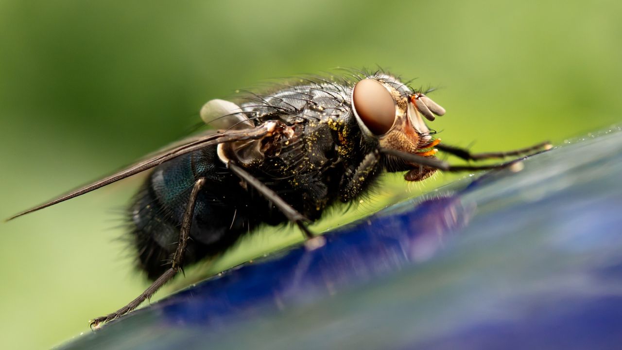 Cómo eliminar las larvas de mosca de tu hogar