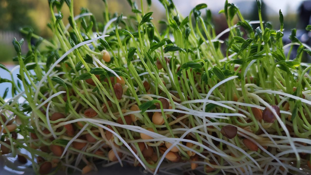 Germina semillas en un trapo