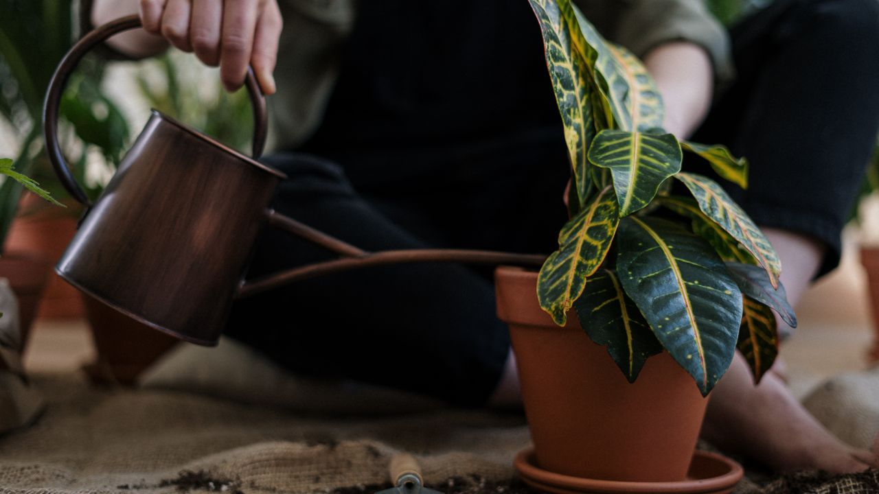 Riego automático con trapos de cocina