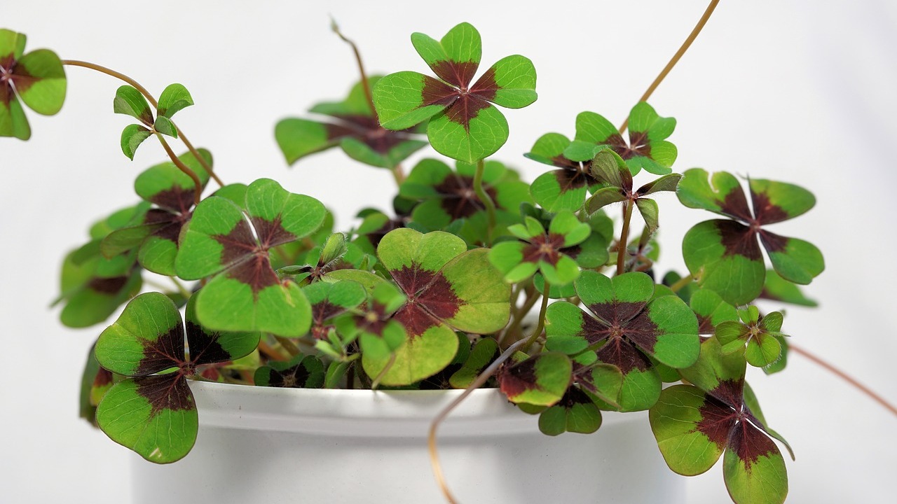 como protegerte de energias negativas en oficina