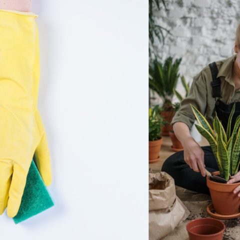 Sustrato casero con esponjas lavaplatos para tus plantas