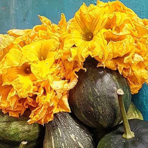 bebida de flor de calabaza