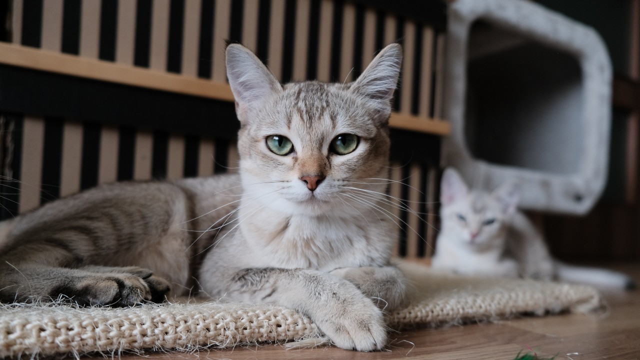 tips para dejar a tu gato solo en casa