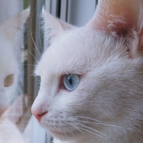 tips para dejar a tu gatito solo en casa