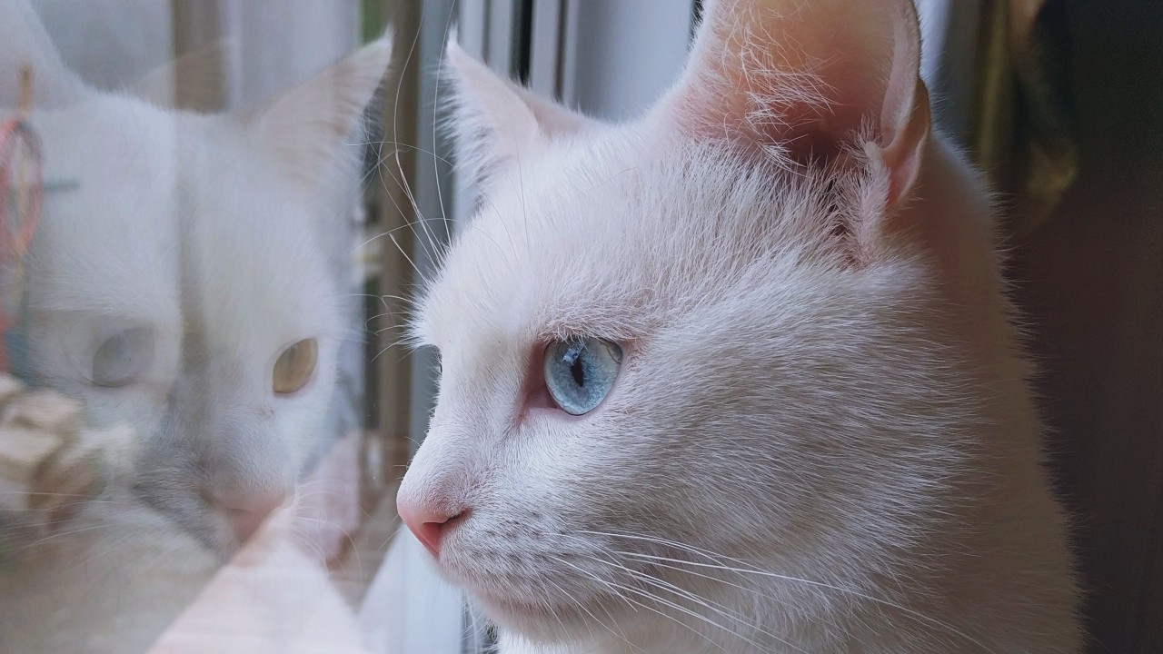 tips para dejar a tu gatito solo en casa