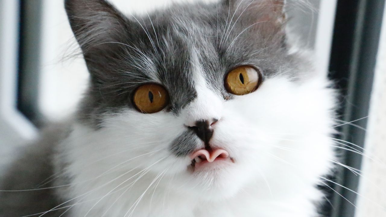 Cómo quitar el olor a pipí de gato