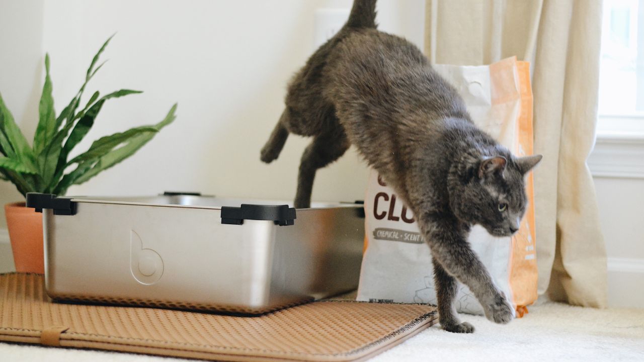 Remedios contra el olor a pipí de gato
