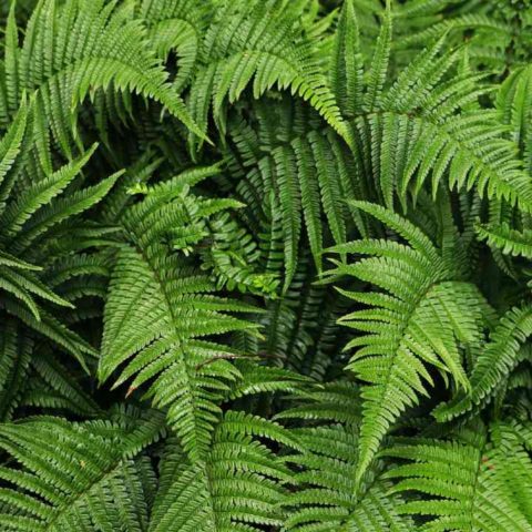 cuidados para que los helechos no se sequen