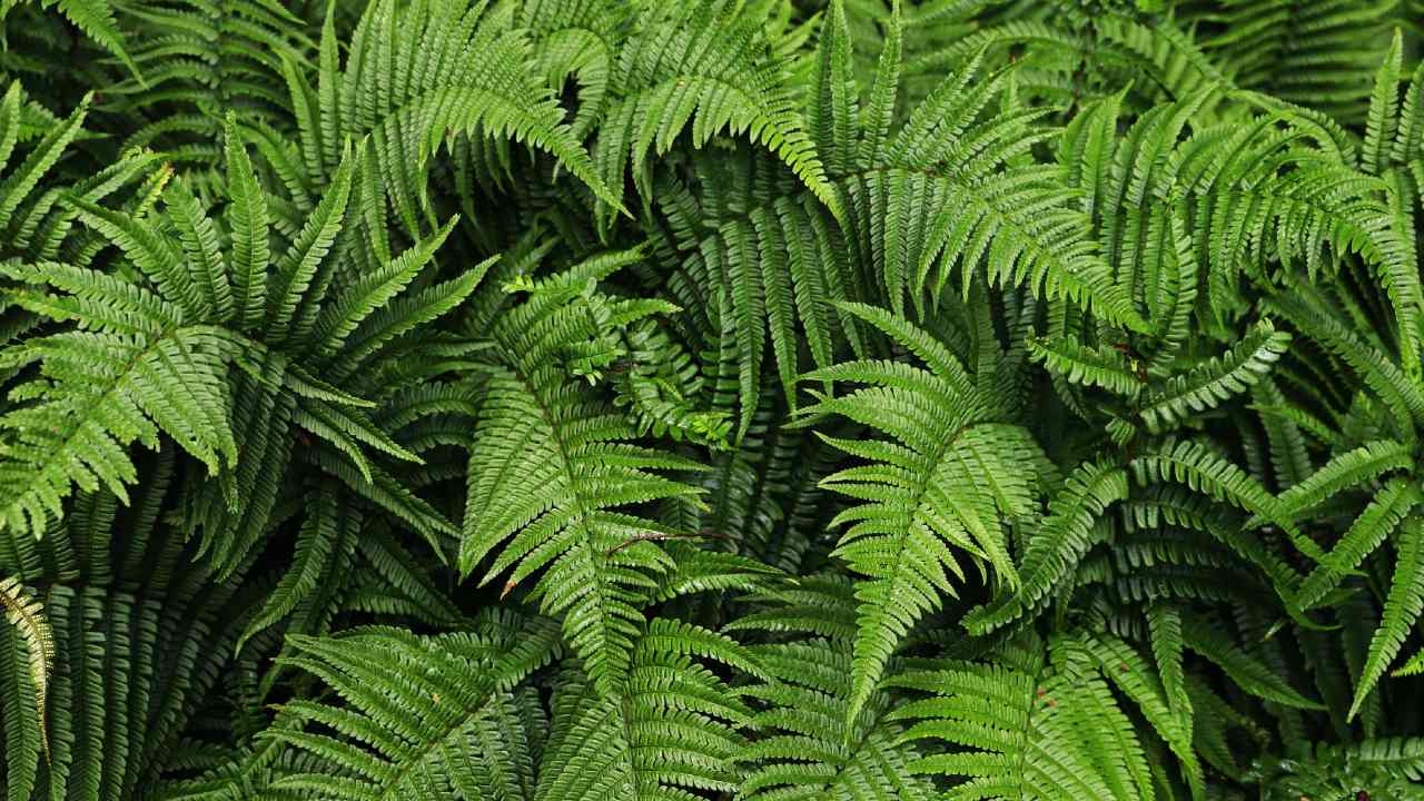 cuidados para que los helechos no se sequen