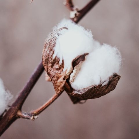 usos que le puedes dar al algodon para tus plantas