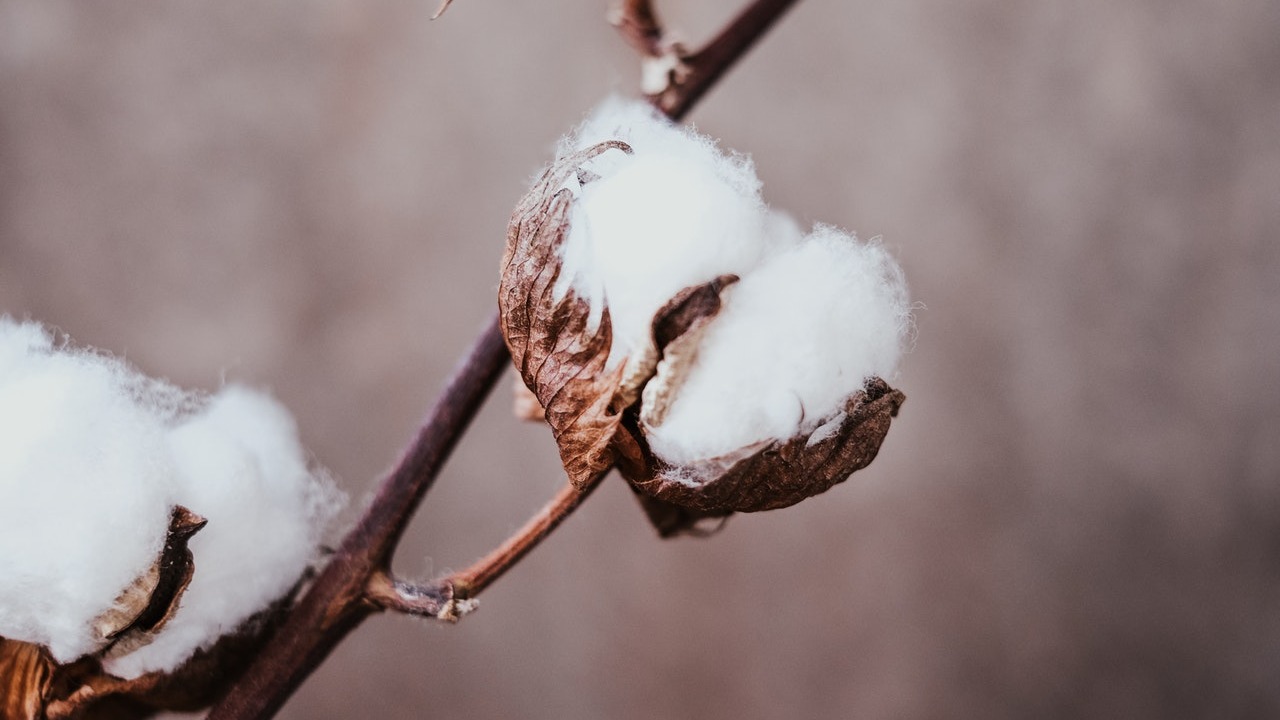 usos que le puedes dar al algodon para tus plantas