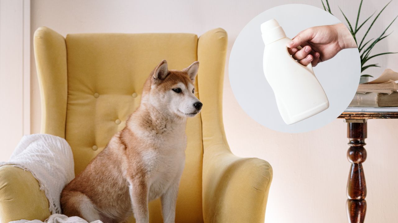 Cómo perfumar mi casa con suavizante